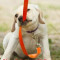 Simpelt Hund