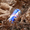 Red Bull Energidrik 8,4 Oz