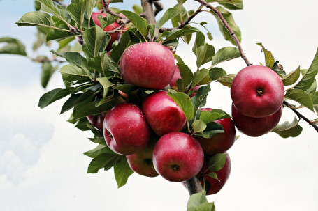 Simpelthen Apple Simpelthen Apple