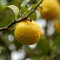 Flaske Aquarius Citron (500 Ml)