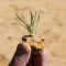 Thosai Plante
