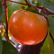Persimmon Persimmon
