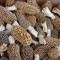 Morel Morel